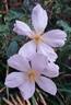 Lila Banks rose photo