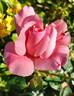Geisha rose photo