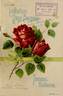 Étoile de France rose photo