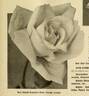 Georg Arends rose photo