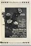 Climbing Rose Marie rose photo