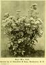 Mrs. Taft rose photo