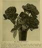 Leuchtfeuer rose photo