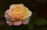 La Park rose photo