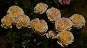La Park rose photo