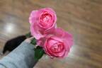 All Dressed Up ™ rose photo