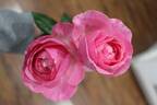 All Dressed Up ™ rose photo