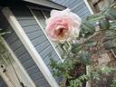 Silas Marner rose photo