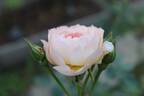 Gentle Hermione rose photo