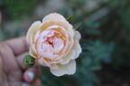 Gentle Hermione rose photo