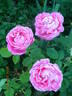 Paul Neyron rose photo