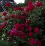 Liebeszauber ™ rose photo