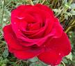 Liebeszauber ™ rose photo