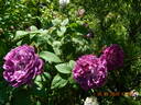 William Lobb rose photo