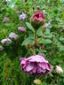 William Lobb rose photo
