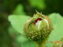 William Lobb rose photo