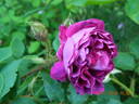 William Lobb rose photo