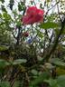 Bordure Rose No. 2 rose photo