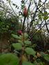 Bordure Rose No. 2 rose photo