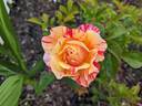 Maurice Utrillo ™ rose photo