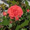 America rose photo