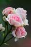 Giardina rose photo