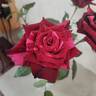 Red Panther ® rose photo