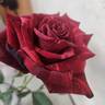 Red Panther ® rose photo