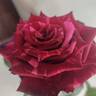 Red Panther ® rose photo