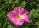 Coton rose rose photo
