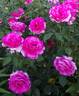 Parole rose photo