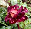 Eddy Mitchell rose photo