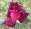 Eddy Mitchell rose photo
