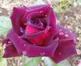 Eddy Mitchell rose photo