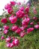 Arlequin rose photo