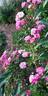 Arlequin rose photo