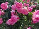 Arlequin rose photo