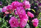 Arlequin rose photo