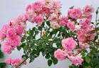 Arlequin rose photo