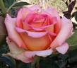 Fantasia Mondiale ® rose photo