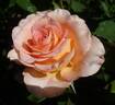 Fantasia Mondiale ® rose photo