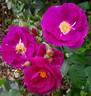 Rhapsody in Blue ™ rose photo