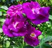 Rhapsody in Blue ™ rose photo
