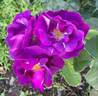 Rhapsody in Blue ™ rose photo