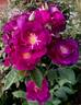 Rhapsody in Blue ™ rose photo