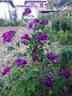 Rhapsody in Blue ™ rose photo