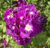 Rhapsody in Blue ™ rose photo