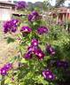 Rhapsody in Blue ™ rose photo