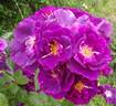 Rhapsody in Blue ™ rose photo