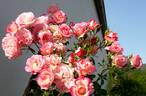 Arlequin rose photo